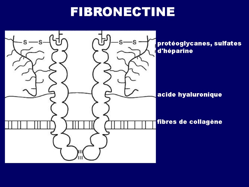 FIBRONECTINE protéoglycanes, sulfates d'héparine acide hyaluronique fibres de collagène